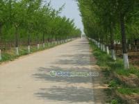 供应邳州银杏苗木中心 山东银杏嫁接树价格与纺织皮革业务介绍