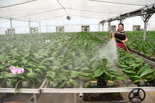 绿色扶贫，苗木产业助力地方脱贫的实践与探索