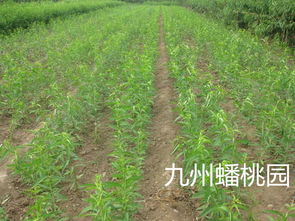 早熟精品高端耐储运油蟠桃 品质与种植前景分析