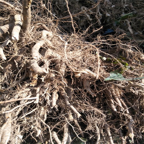 无花果产业全解析 产品报价、厂家资源与苗木供应指南