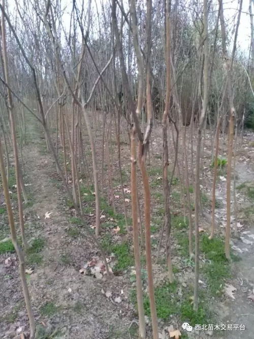 特价腾地苗木超市 苗木选购的明智之选