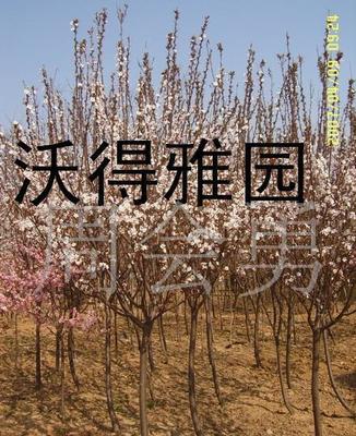 红叶木李、桂花与中华金叶榆 苗木价格、图片与选购指南