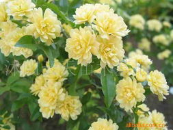 沭阳县云天绿化苗木场 专注优质苗木，助力绿色生态发展