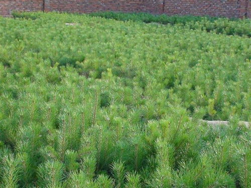 辽宁樟子松特价苗 鸿谷苗木基地的选择