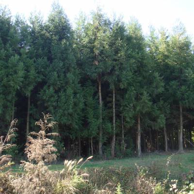 利川柳杉树苗 湖北信都苗木基地规格齐全 价格实惠