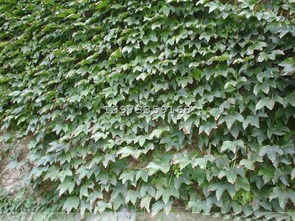 爬山虎 爬山虎苗 爬山虎价格 湖南爬山虎 株洲云龙春雨园艺苗木基地