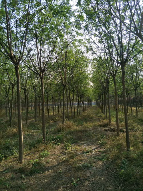 河北国槐报价 厂家