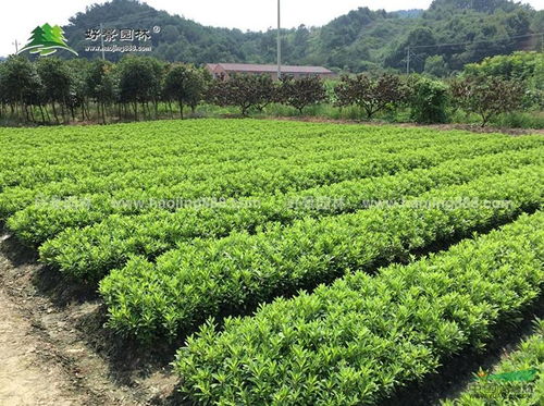 企业动态 沭阳县好景园林绿化苗木场