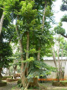 厦门苗木培育 厦门园林绿化苗木 厦门江弋达苗木生产基地批发–厦门苗木培育 厦门园林绿化苗木 厦门江弋达苗木生产基地厂家–厦门苗木培育 厦门园林绿化苗木 厦门江弋达苗木生产基地供应商