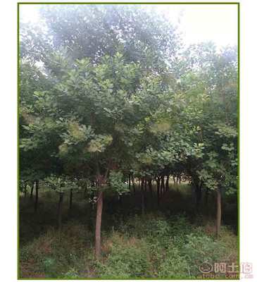 【【丛生黄栌】河南丛生黄栌价格】丛生黄栌,价格,厂家,供应商,花木、果木种苗,南召县恒盛苗木种植农民专业合作社 - 产品库