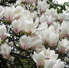 花卉世界网 定州苗木苗圃园艺公司产品展示