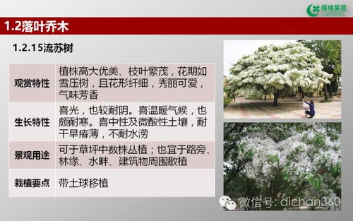 绿城集团园林软景苗木图谱 全套