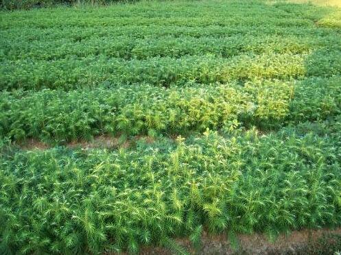 南方花木网 电商使苗木产品与市场 零距离