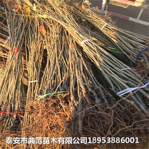 处暑红板栗树苗品种介绍 2020年处暑红板栗树苗多少钱一棵