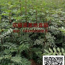 绛县古绛镇稚茹苗木经销部 供应产品