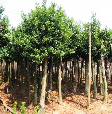 移栽杨梅-移栽杨梅产品图片-湖南长沙园林、园建苗木公司供应商-湖南花木网