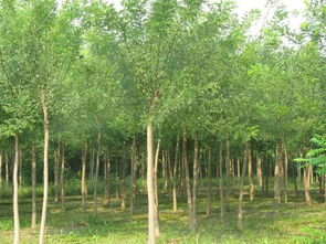 国槐小苗,国槐苗冰点价促销