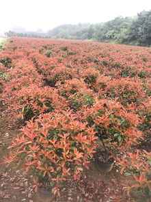 精品苗圃的成才之道