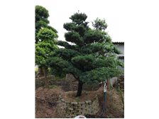 郴州市苏仙区宏达草皮苗木基地 优质苗木，绿色生态之选