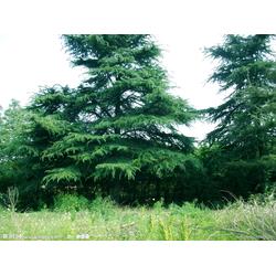 河南苗木产业 从生产基地到全国市场的绿色桥梁