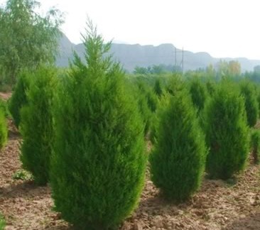 苗木防护 确保苗木健康生长的关键措施