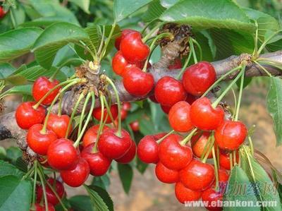 辽宁大樱桃树苗 优质苗木批发与种植指南