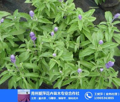 爱萍花卉苗木 优质新疆鼠尾草的专业生产厂家