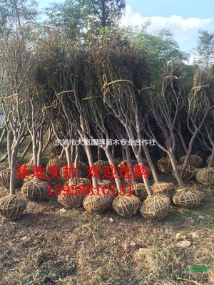 浙江余姚四明山国苹红枫樱花苗木基地 优质苗木的绿色宝库