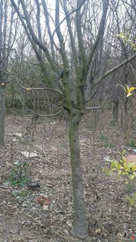 胶南市文华苗圃 原胶南花卉苗木服务中心的专业风采