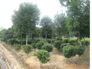 湖南江西苗木与花卉种苗供应指南 - 农苗网专业平台