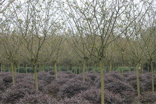 精品乔木——绿化工程苗木的专业选择与图鉴指南