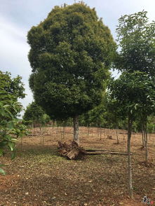 精品苗木推荐 打造绿色家园的优选选择