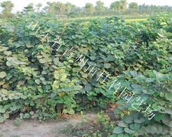 绿化苗木供应信息与批发指南 价格、品种与采购渠道