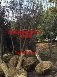 绿化苗木产品与图片信息概览 53种苗木展示